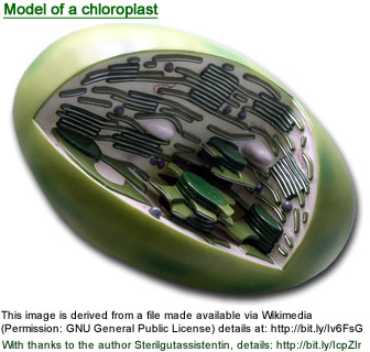 chloroplast unlabeled
