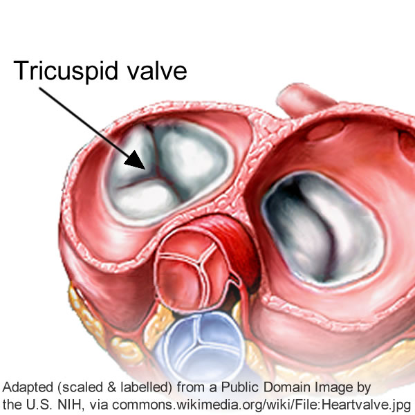 tricuspid-valve-heart