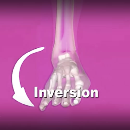 Inversion : Muscle Actions : Joint Movements