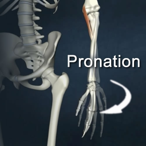 pronation anatomy