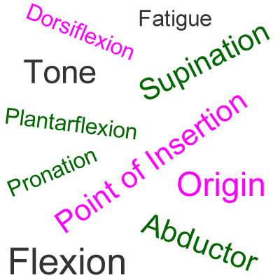 Muscles of the Human Body - Definitions of terms about muscles; Terminology