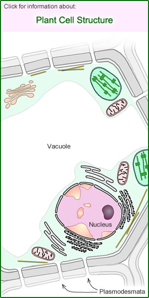 Plant Cells