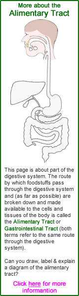 Passage through the Alimentary Canal