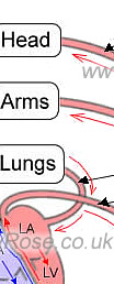 Systemic Circulation - Vascular System