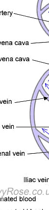 Systemic Circulation - Vascular System