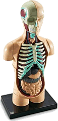 Human Body Anatomy Model - Buy Online