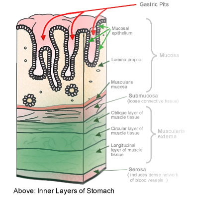 Stomach Anatomy Part (2) - Layers of the Stomach Wall