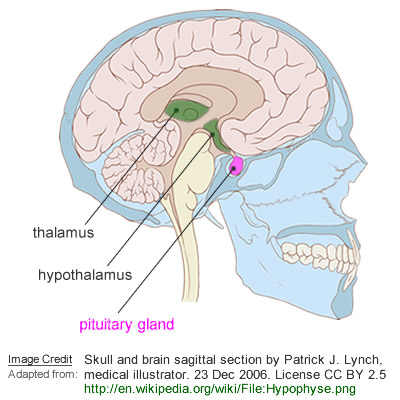 Pituitary Gland (part of the Endocrine System)